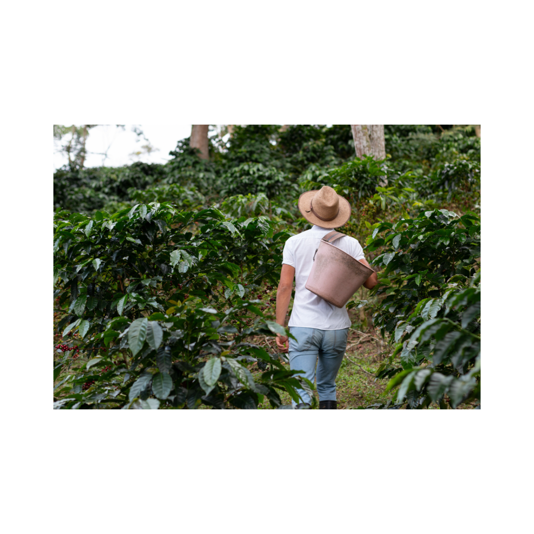 Kenya AA 1 Lb