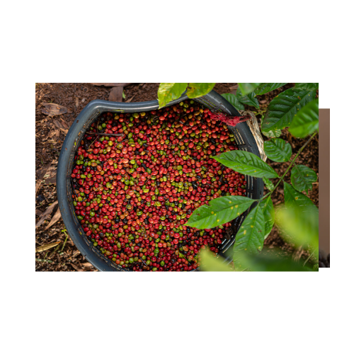 Colombian coffee