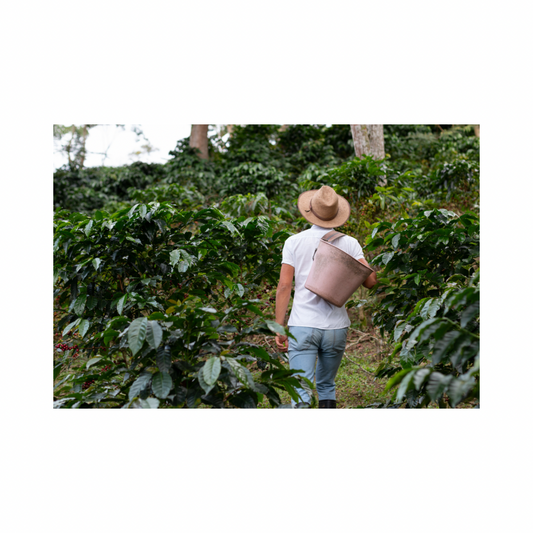Kenya AA 1 Lb