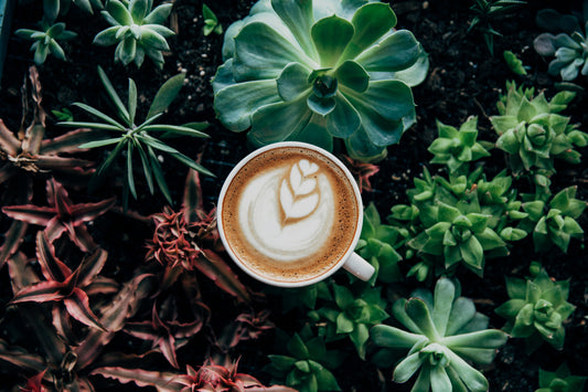 Ethiopian Yirgacheffe 1 Lb